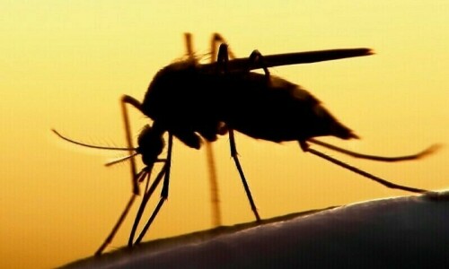Peshawar reports 6 cases of vector-borne chikungunya Peshawar reports 6 cases of vector-borne chikungunya