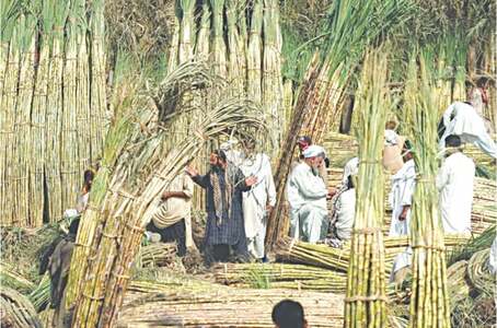 No more sugar exports; cane crushing to start from 21st No more sugar exports; cane crushing to start from 21st