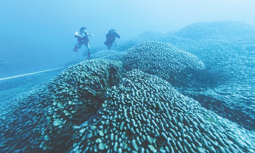 Scientists say world&rsquo;s largest coral found near Solomon Islands