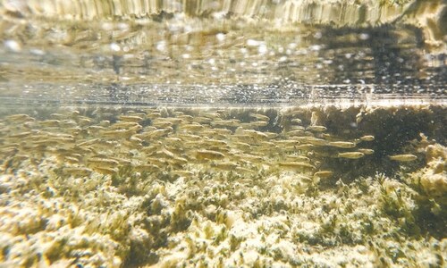 Rare karachi fish faces threat from lithium mining project