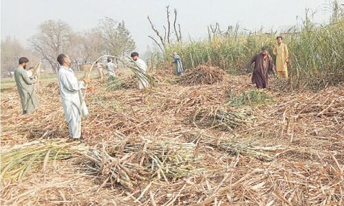 Sugarcane harvest in full swing in Swabi Sugarcane harvest in full swing in Swabi