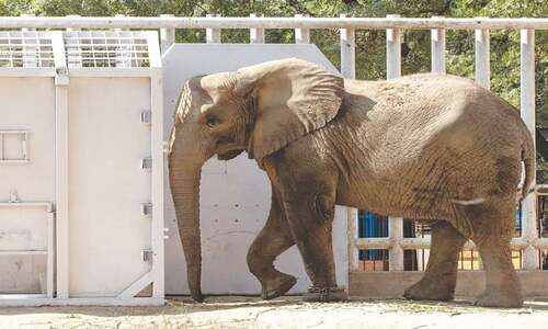 All set to reunite Madhubala with sisters at Karachi’s Safari Park All set to reunite Madhubala with sisters at Karachi’s Safari Park