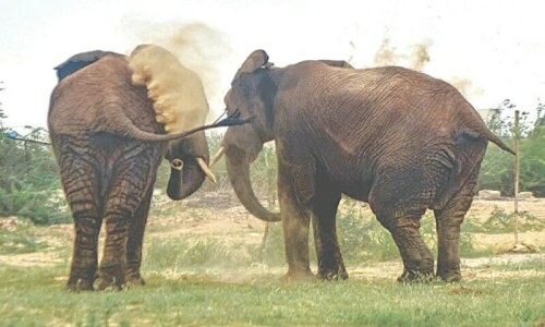 More than a year after her sister, African elephant Sonia tragically dies in Karachi’s Safari Park More than a year after her sister, African elephant Sonia tragically dies in Karachi’s Safari Park