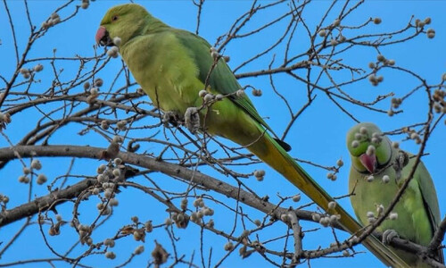 Alexandrine parrots disappearing from Pakistan&rsquo;s skies