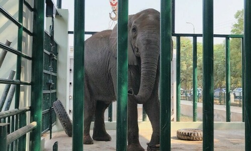 Elephant Sonia’s death brings ‘animal neglect’ to the fore Elephant Sonia’s death brings ‘animal neglect’ to the fore