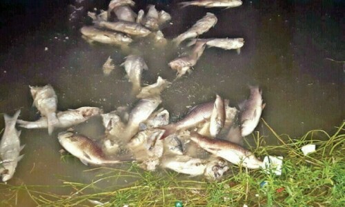 DC orders probe into ‘dead fish in Ravi’ near Narowal DC orders probe into ‘dead fish in Ravi’ near Narowal