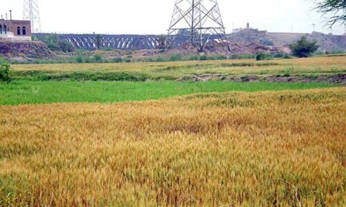 Pakistan loses 30pc farm land to salinity: FAO Pakistan loses 30pc farm land to salinity: FAO