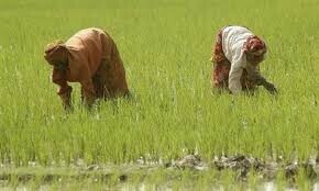 PPP launches drive to &lsquo;unite&rsquo; growers across Punjab