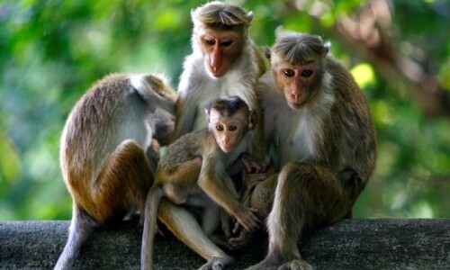 Third monkey dies of electrocution in Margalla National Park Third monkey dies of electrocution in Margalla National Park