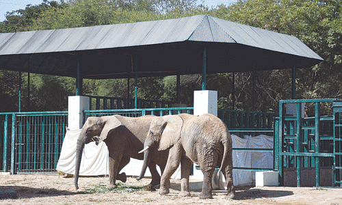 Elephant Sonia passes away at Safari Park