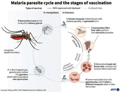 Malaria mortality has returned to pre-Covid levels, says WHO