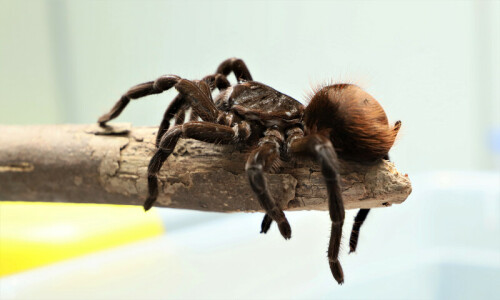 Chinese scientist names spider species after pop songs Chinese scientist names spider species after pop songs