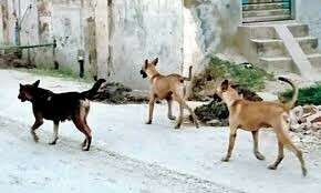 Stray dogs in aviation area perturb PAA Stray dogs in aviation area perturb PAA