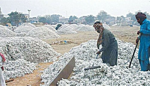 Import delays push lint prices to record Rs20,000 per maund Import delays push lint prices to record Rs20,000 per maund