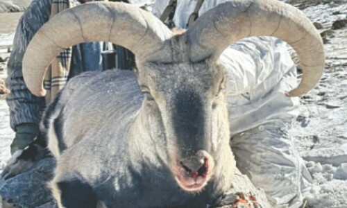 13 ibexes, one blue sheep hunted in GB trophy hunting season