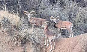 Punjab Standing Committee approves setting up of special courts to tackle wildlife violations Punjab Standing Committee approves setting up of special courts to tackle wildlife violations
