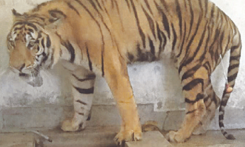 Tiger dies of kidney failure at Bahawalpur Zoo