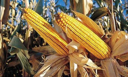 Chinese firm offers rice, maize cultivation project for Cholistan