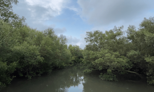 Mangrove plantation earned Sindh $50m in carbon credits, moot told