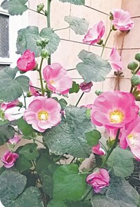 GARDENING: BIENNIAL BLOOMS