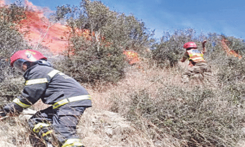 Fire destroys hundreds of precious trees  in Waziristan, Bajaur