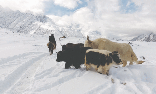 Livestock in Upper Chitral faces starvation