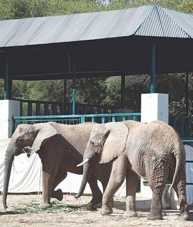 Another captive lost