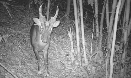 Rare wildlife species found in Cambodian national park
