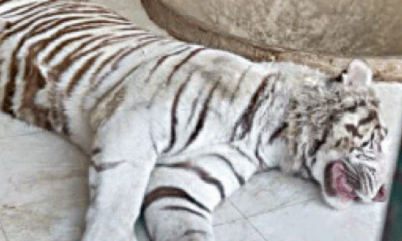 Lahore’s Jallo worker ‘opens’ tigers enclave, lets big cat roam park Lahore’s Jallo worker ‘opens’ tigers enclave, lets big cat roam park