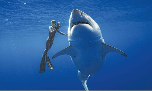 Shark kills girl in Australia Shark kills girl in Australia