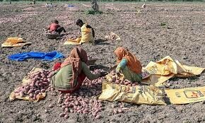 Punjab agri plan on the cards to counter drought in Potohar region