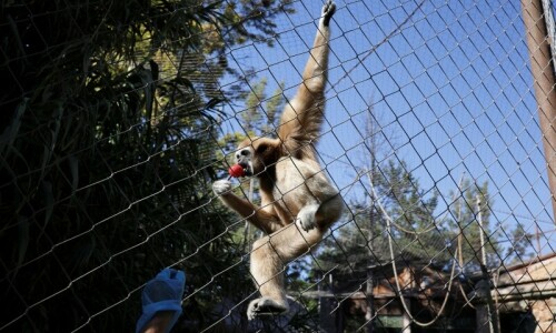 Sri Lankan monkey causes nationwide blackout Sri Lankan monkey causes nationwide blackout