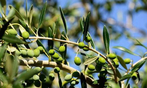 Centre exploring olive production on commercial basis in Chagai