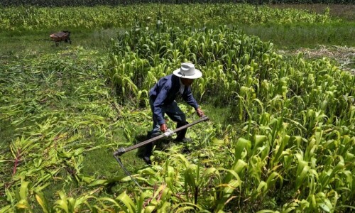 Pesticides causing widespread harm to animals and plants: study
