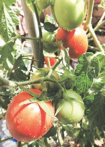 GARDENING: RED RIGMAROLE