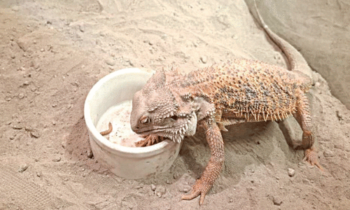Reptile House draws researchers