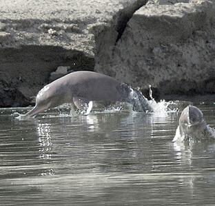 Indus River dolphin Indus River dolphin