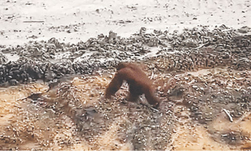 Concern as orangutan seen roaming Indonesia coal site