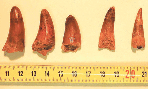 France finds smuggled dinosaur teeth in parcels bound for Italy