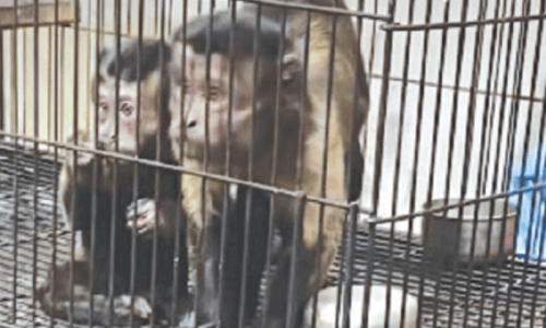 NGO to temporarily care for monkeys seized at Karachi airport NGO to temporarily care for monkeys seized at Karachi airport