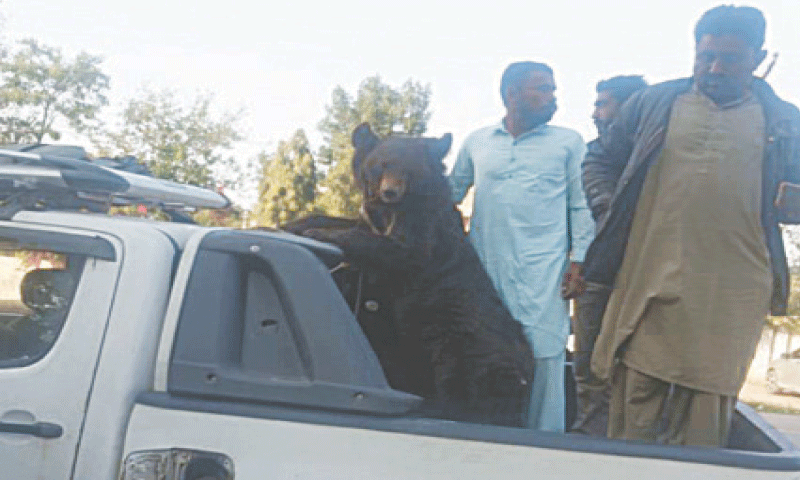 Injured Asian black bear brought to Islamabad Injured Asian black bear brought to Islamabad