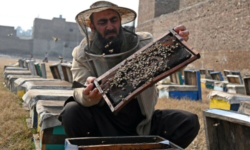 Plan B: Pakistani beekeepers widen pursuit of flowers