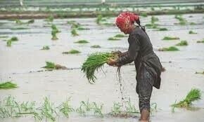 Punjab notifies ban on early paddy sowing Punjab notifies ban on early paddy sowing
