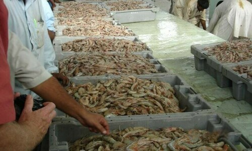 15 fall unconscious after gas leak at Karachi Fisheries company 15 fall unconscious after gas leak at Karachi Fisheries company