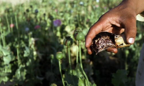 Afghan opium prices soar after poppy ban Afghan opium prices soar after poppy ban