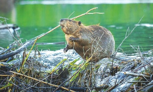 Many animal &lsquo;geomorphs&rsquo; under threat, study warns