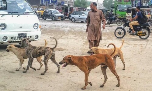 Six died of rabies at three Karachi hospitals in over two months