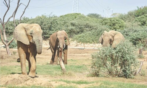 18-member body formed to check Karachi Safari Park elephants’ health 18-member body formed to check Karachi Safari Park elephants’ health