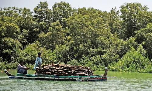Pakistan losing 11,000 hectares of forest cover every year: WWF-P Pakistan losing 11,000 hectares of forest cover every year: WWF-P