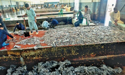 Fish harbour to get facelift before EU audit next month Fish harbour to get facelift before EU audit next month